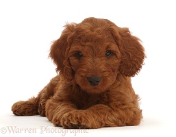 Australian Labradoodle puppy