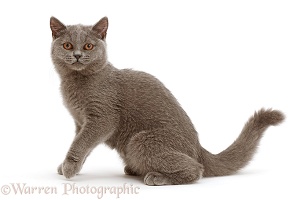 Blue British Shorthair kitten