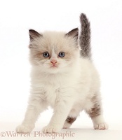 Persian-cross kitten, 5 weeks old