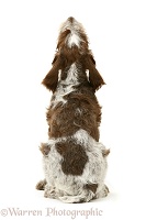 Spinone pup, back view, looking up