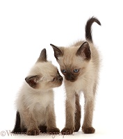 Two Siamese x Ragdoll kittens, 7 weeks old, close faces