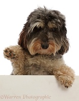 Daxie-doodle dog with paws over, and waving