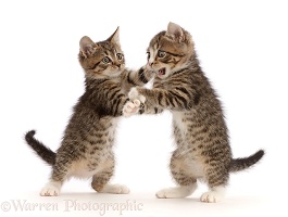 Tabby kittens with big eyes, play-fighting