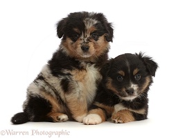 Mini American Shepherd puppies, 7 weeks old