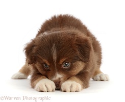 Playful Mini American Shepherd puppy