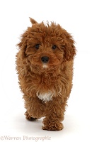 Red Cavapoo puppy, running