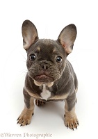 Blue-and-tan French Bulldog puppy sitting looking up