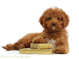 Red Cavapoo puppy with Birthday presents