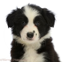 Black-and-white Border Collie puppy