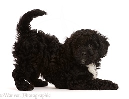 Playful black Poodle-cross puppy