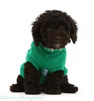 Black Poodle-cross puppy wearing green knitted jersey