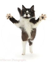Black-and-white kitten jumping up and reaching out both paws