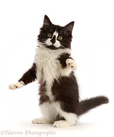 Black-and-white kitten sitting up and reaching out
