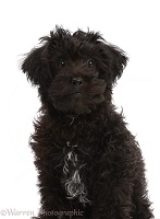 Black Poodle-cross puppy