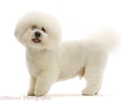 Bichon Frise dog