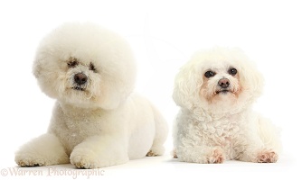 Two Bichons, one groomed one not