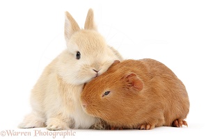Yellow baby bunny with red baby Guinea pig