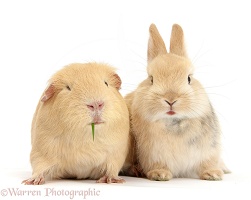 Young bunny with yellow Guinea pig
