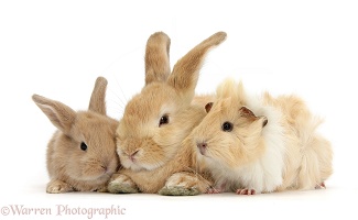 Sandy rabbit, baby bunny and Guinea pig