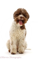 Lagotto Romagnolo sitting