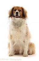 Sable mixed breed dog