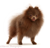 Brown Pomeranian standing