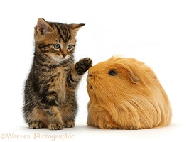 Tabby kitten, 7 weeks old, and Guinea pig