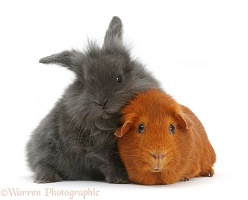 Grey Lionhead bunny and young Guinea pig