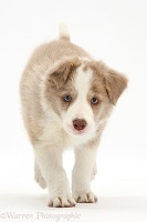Lilac Border Collie pup running