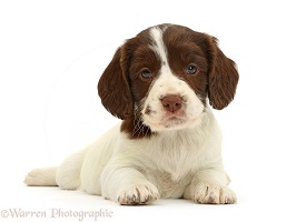 English Springer Spaniel puppy