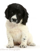 Springer Spaniel puppy sitting