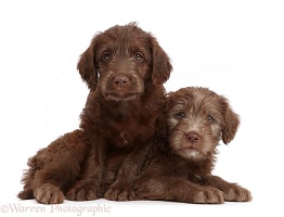 Chocolate Labradoodle puppies