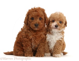 F1b toy goldendoodle puppies sitting