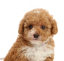 F1b toy goldendoodle puppy