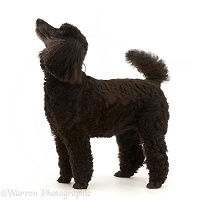 Black Poodle, 9 years old, standing and looking up, profile