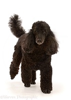 Black Poodle, 9 years old, walking
