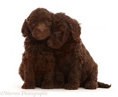 Two Chocolate Labradoodle puppies
