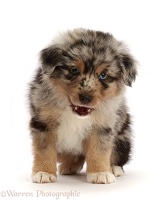 Mini American Shepherd puppy