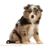 Mini American Shepherd puppy