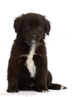 Black-and-white Mini American Shepherd puppy