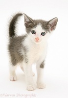 Grey-and-white kitten standing