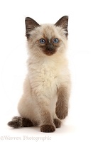 Ragdoll cross kitten, 8 weeks old, sitting