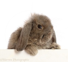 Grey Lop rabbit, 12 weeks old, paws over