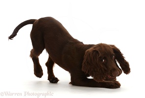 Chocolate working Cocker Spaniel puppy, play-bow