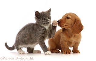 Dachshund puppy, with Ragdoll-cross kitten