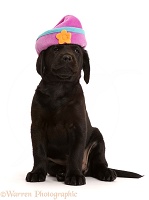 Black Labrador Retriever puppy with silly hat on