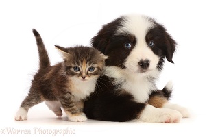 Tricolour Mini American Shepherd puppy and tortie tabby kitten