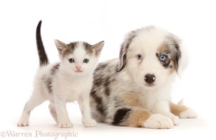 Merle Mini American Shepherd puppy and tabby white kitten