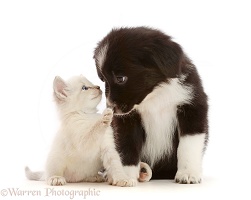 Black-and-white Mini American Shepherd puppy and kitten