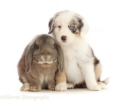 Merle Mini American Shepherd puppy and Lop bunny